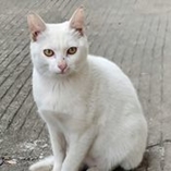 khao manee